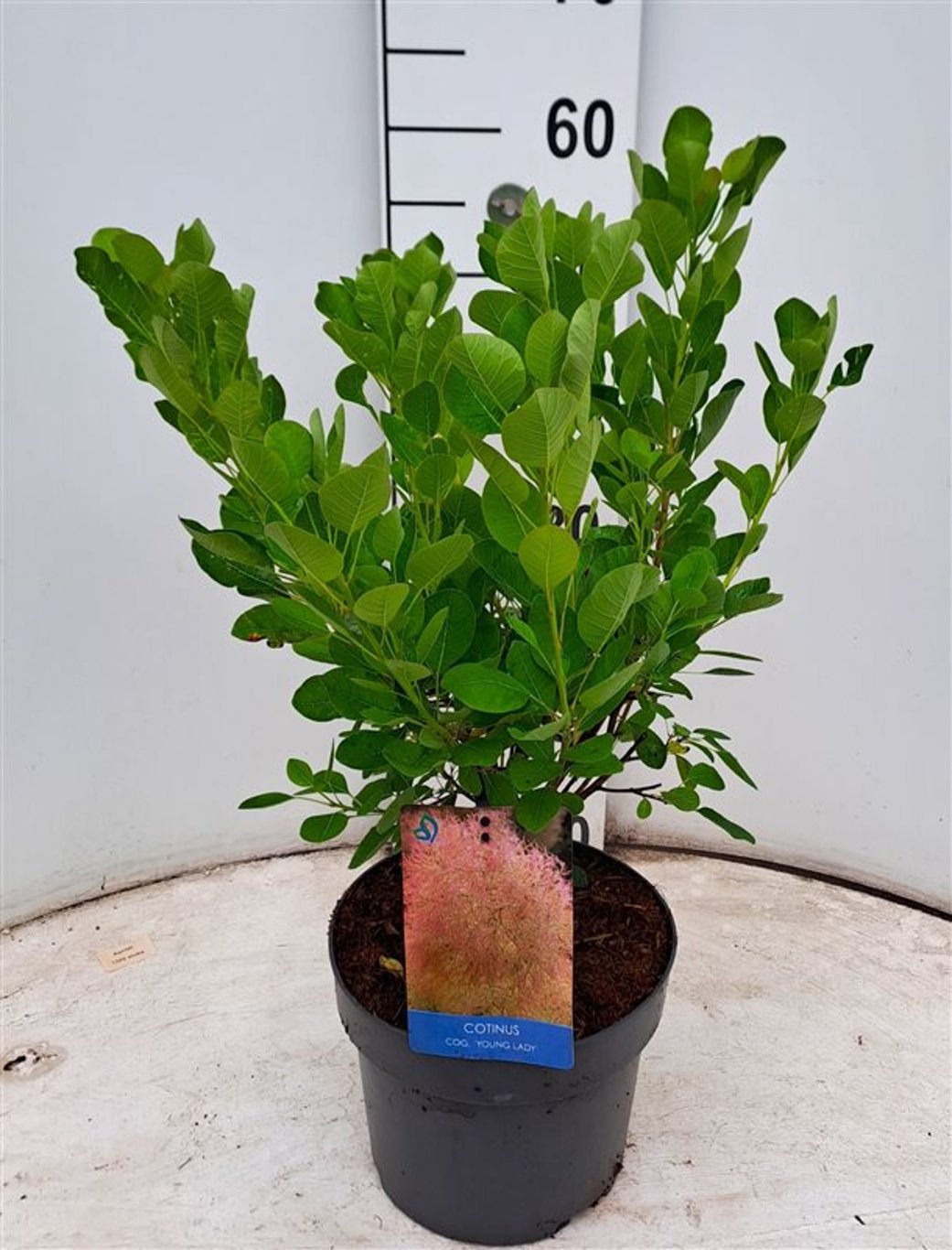 Cotinus cog. 'Young Lady' - C4 40-60 CM